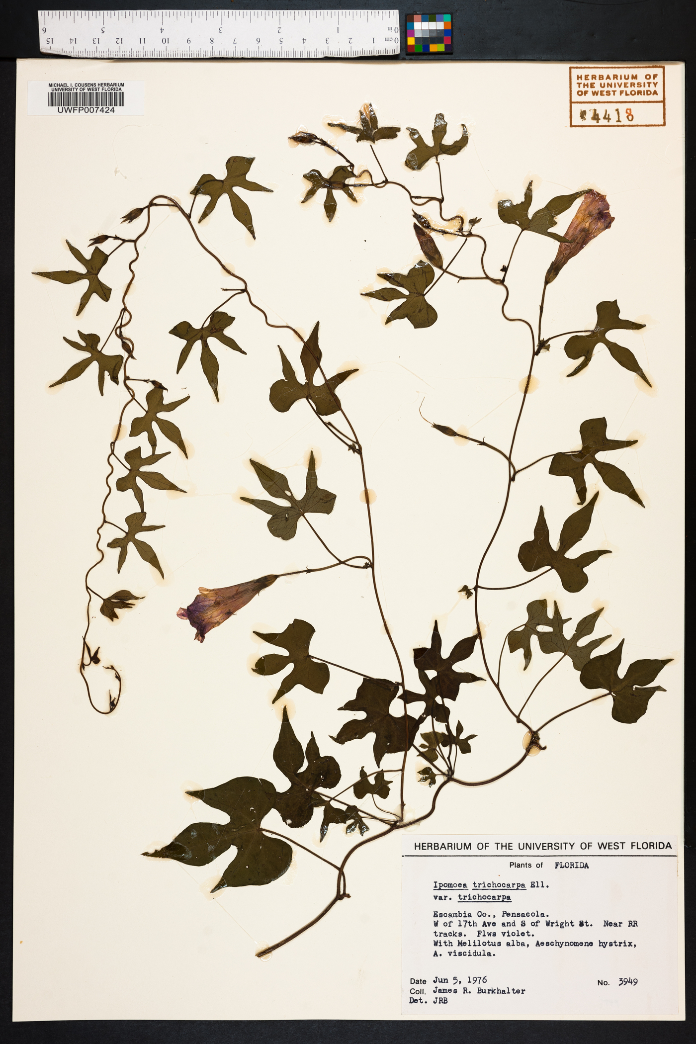 Ipomoea trichocarpa image