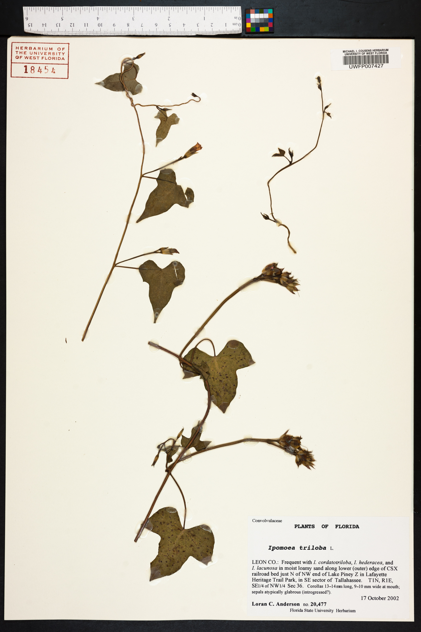 Ipomoea triloba image