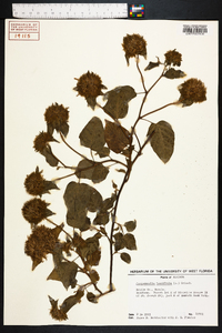 Jacquemontia tamnifolia image