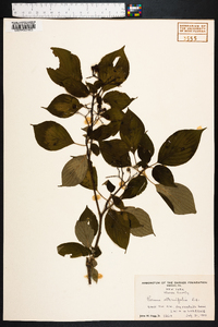 Cornus alternifolia image