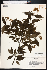 Cornus asperifolia image