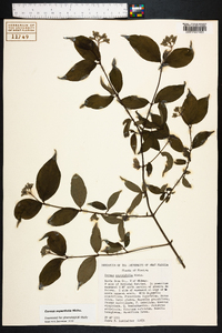 Cornus asperifolia image