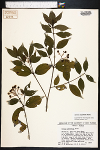 Cornus asperifolia image