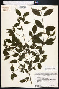 Cornus asperifolia image