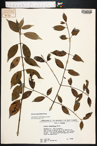 Cornus asperifolia image