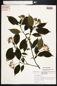 Cornus foemina image