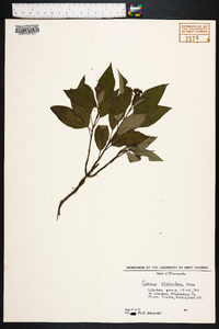 Cornus sericea subsp. sericea image