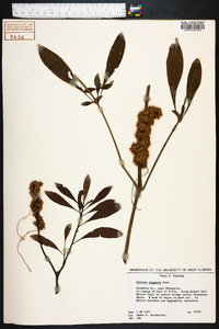 Cuscuta compacta image