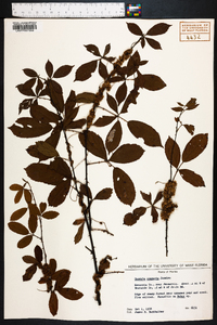 Cuscuta compacta image