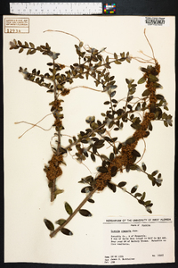 Cuscuta compacta image