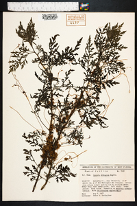 Cuscuta pentagona image