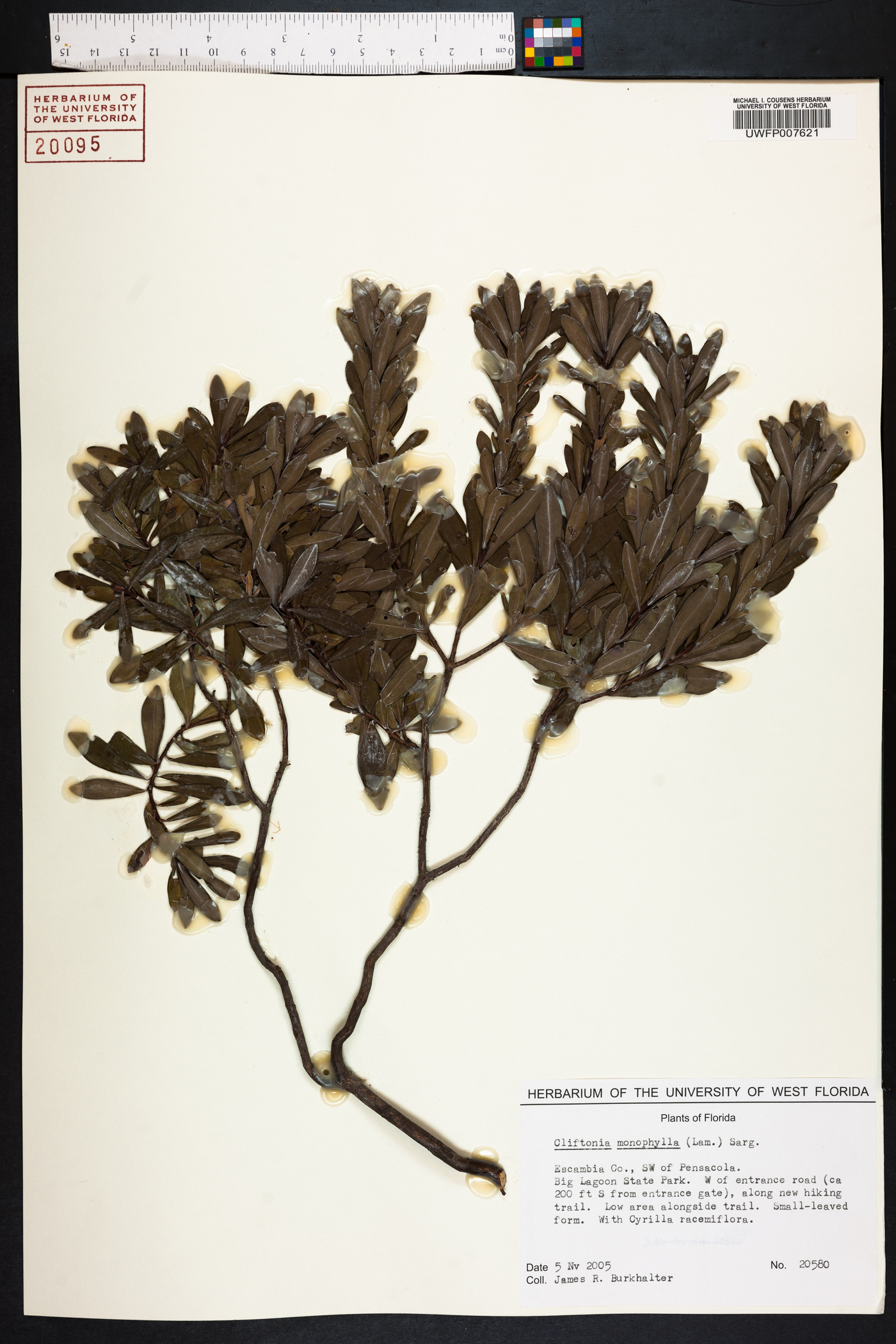 Cliftonia monophylla image