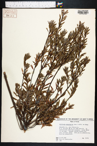 Cliftonia monophylla image