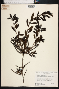 Cyrilla racemiflora image