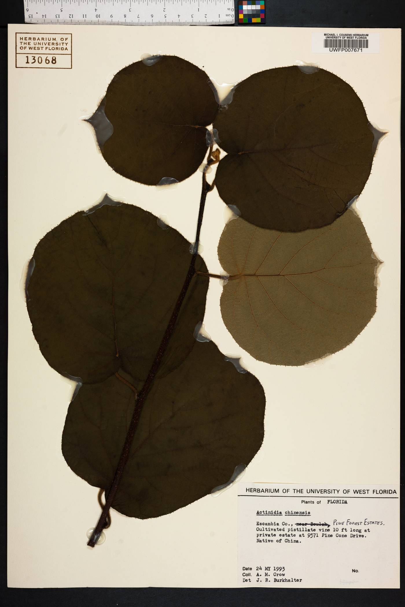Actinidia chinensis image