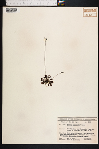 Drosera capillaris image