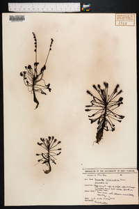 Drosera intermedia image