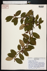 Elaeagnus pungens image