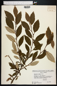 Elaeagnus pungens image