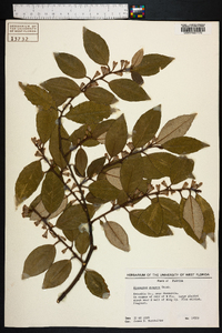 Elaeagnus pungens image