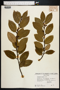 Elaeagnus pungens image