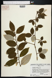 Elaeagnus pungens image