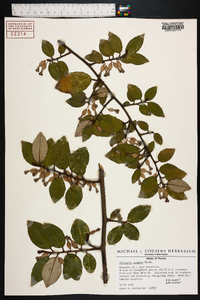 Elaeagnus pungens image