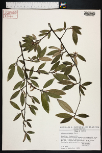 Elaeagnus pungens image