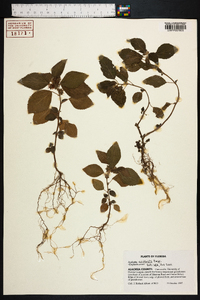 Acalypha arvensis image