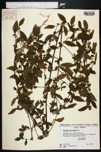 Acalypha gracilens image