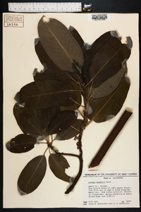 Arbutus menziesii image