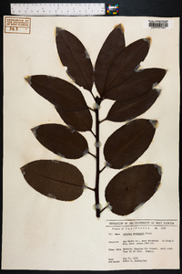 Arbutus menziesii image