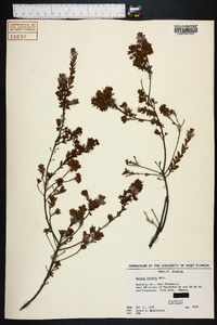 Kalmia hirsuta image