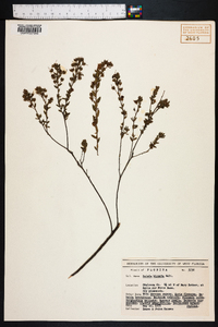 Kalmia hirsuta image