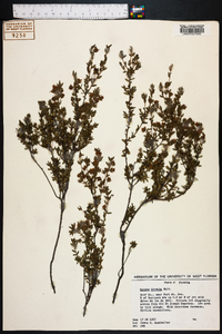 Kalmia hirsuta image