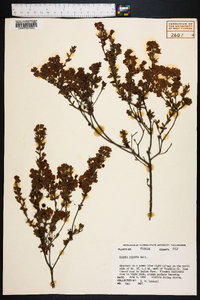 Kalmia hirsuta image