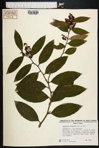 Leucothoe axillaris image