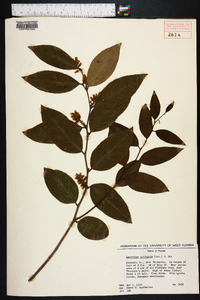 Leucothoe axillaris image