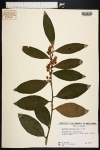 Leucothoe axillaris image