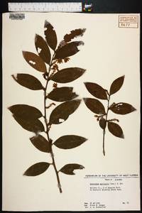 Leucothoe axillaris image