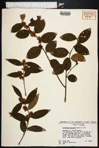 Leucothoe axillaris image