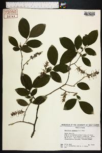 Leucothoe racemosa image