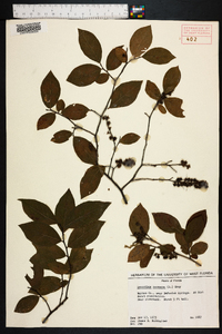 Leucothoe racemosa image