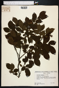 Leucothoe racemosa image