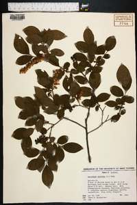 Leucothoe racemosa image