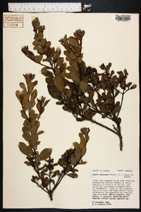 Lyonia fruticosa image