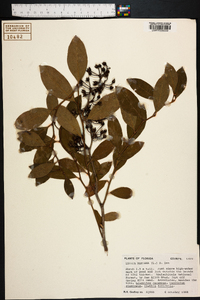 Lyonia mariana image