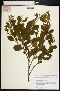 Lyonia lucida image