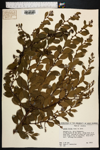 Lyonia lucida image