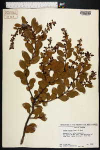 Lyonia lucida image